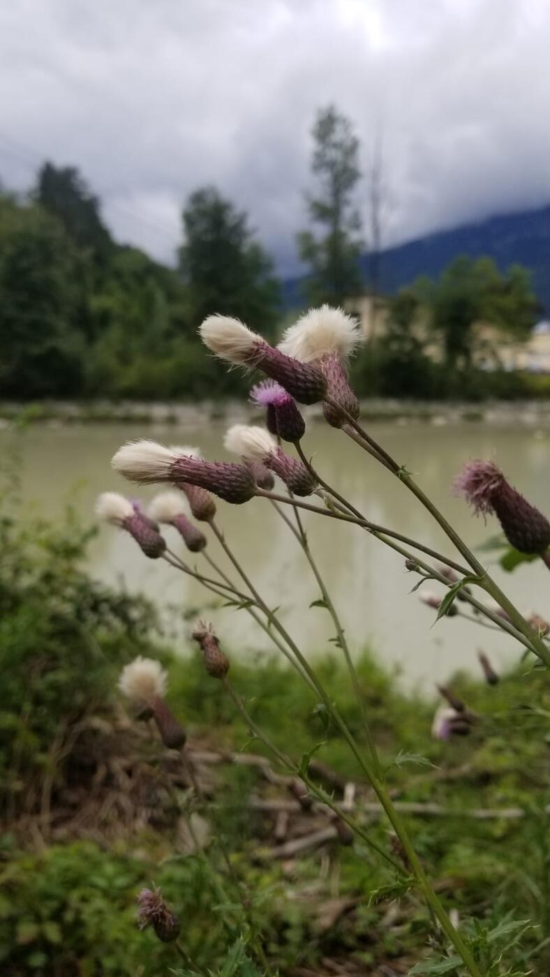 Verblühende Disteln am Ufer eines stillen Flusses