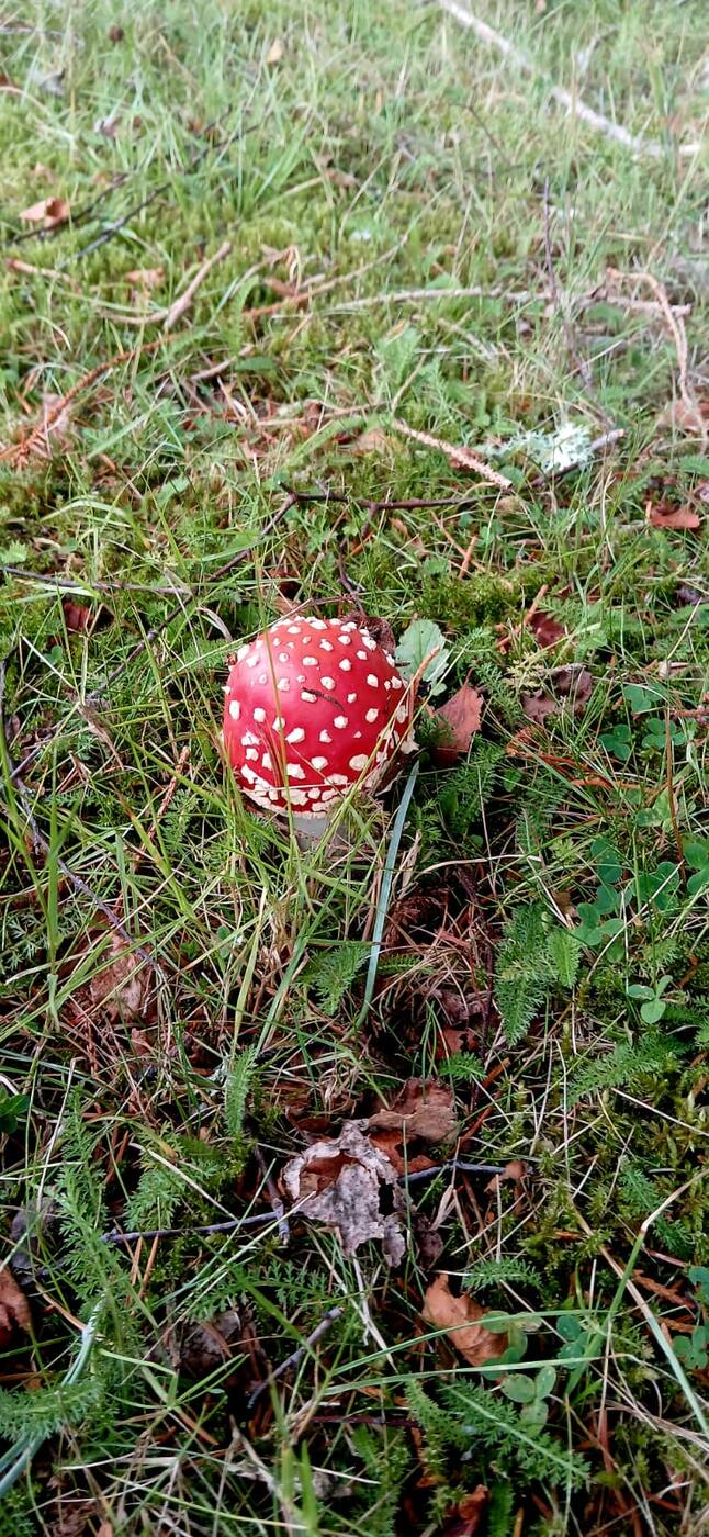 Roter Fliegenpilz auf einem moosigen Waldboden