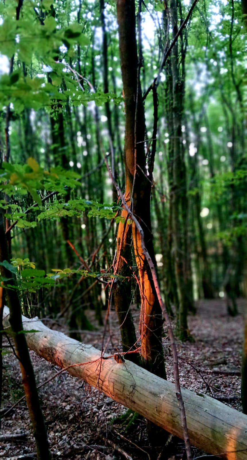 Lichtdurchfluteter Wald mit warmem Abendlicht auf den Baumstämmen