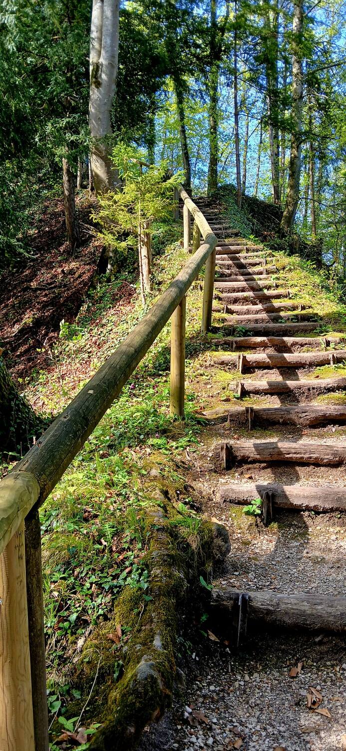 Von Moos bewachsene Holztreppe, die durch einen sonnendurchfluteten Wald bergauf führt